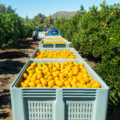 The Hidden Cost of Poor Agricultural Packaging